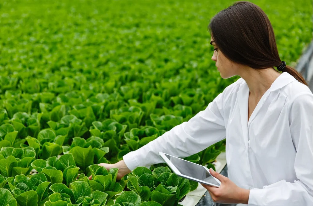 Une techniciennne agroalimentaire vérifie la qualité et le processus de germination des feuilles de laitue.